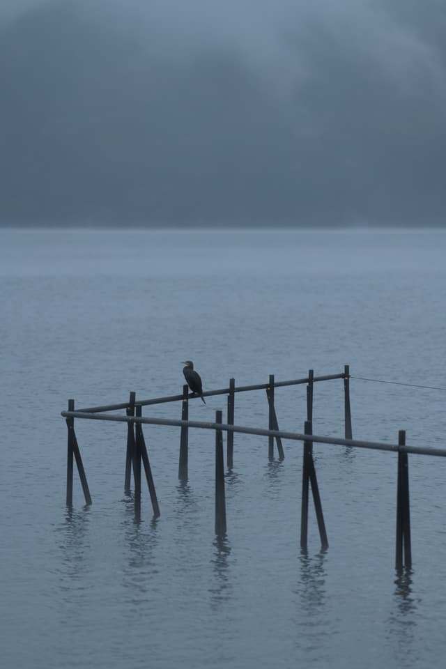 Lonely Bird on Lake Ashi