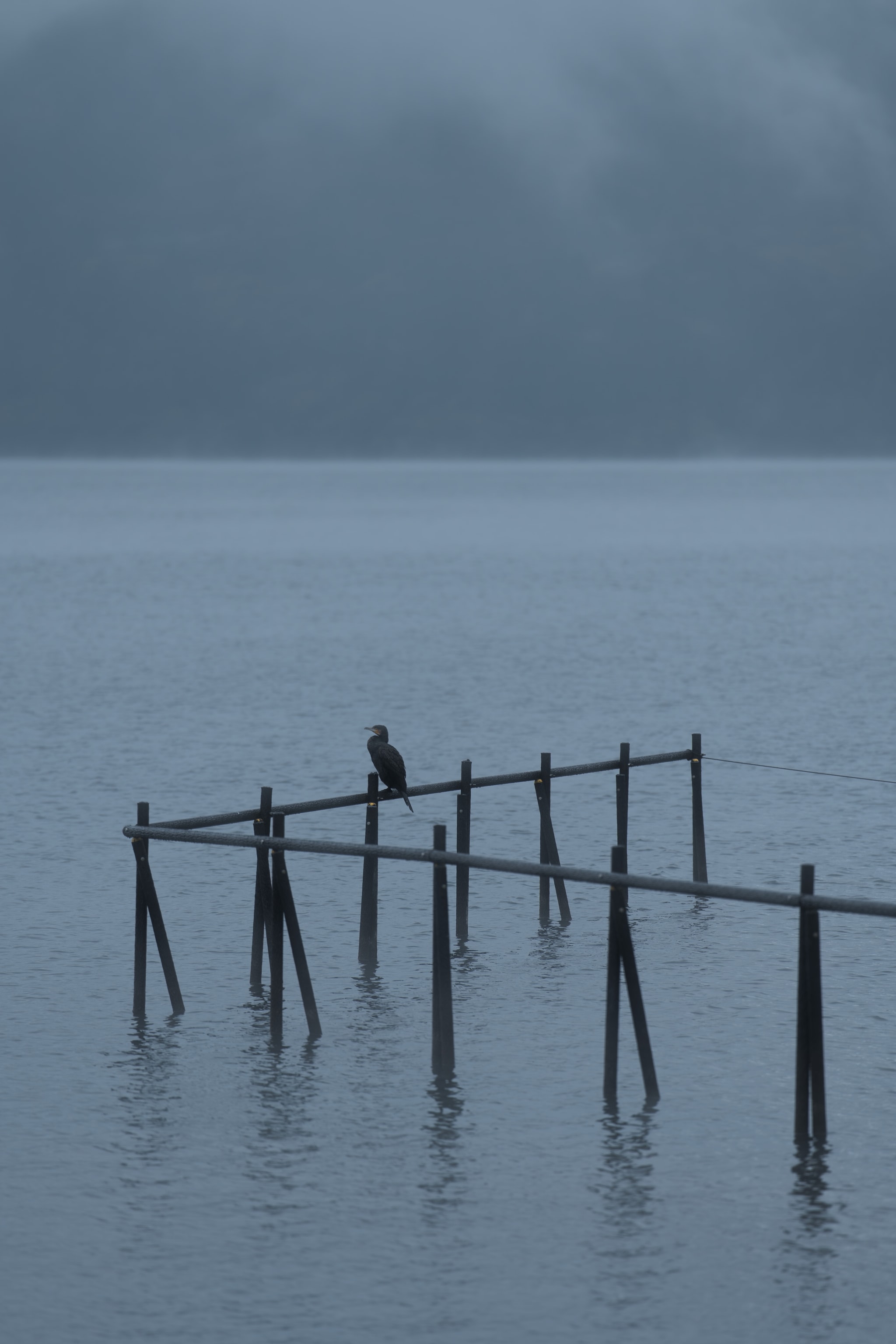 Lonely Bird on Lake Ashi
